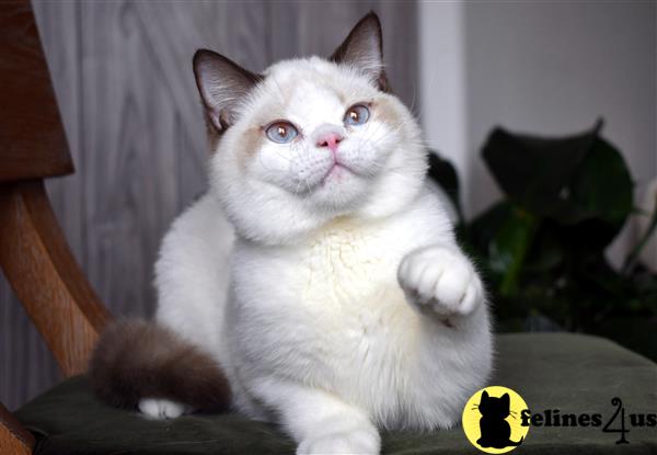 thechubbyfacedcat Picture 2